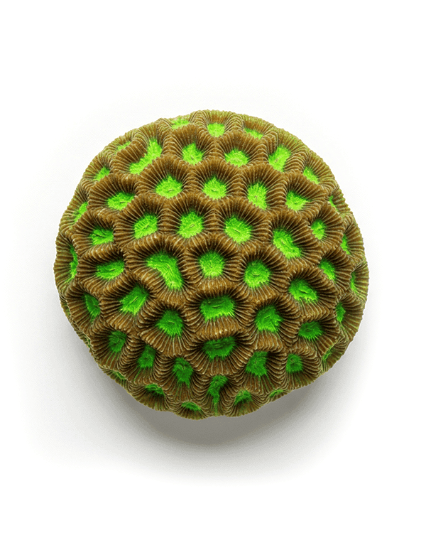 AI legal and compliance